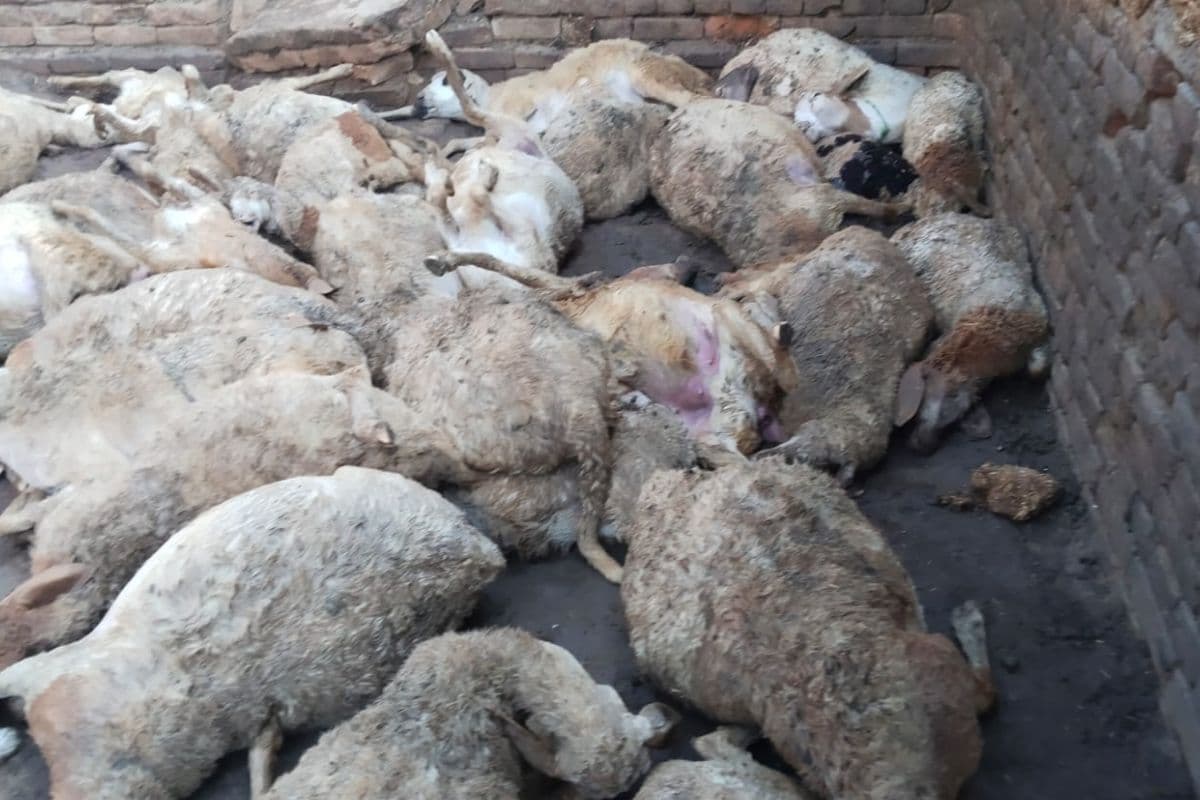 85 भेड़ों के झुंड पर टूट पड़े कुत्ते, 50 की दर्दनाक मौत 13 घायल