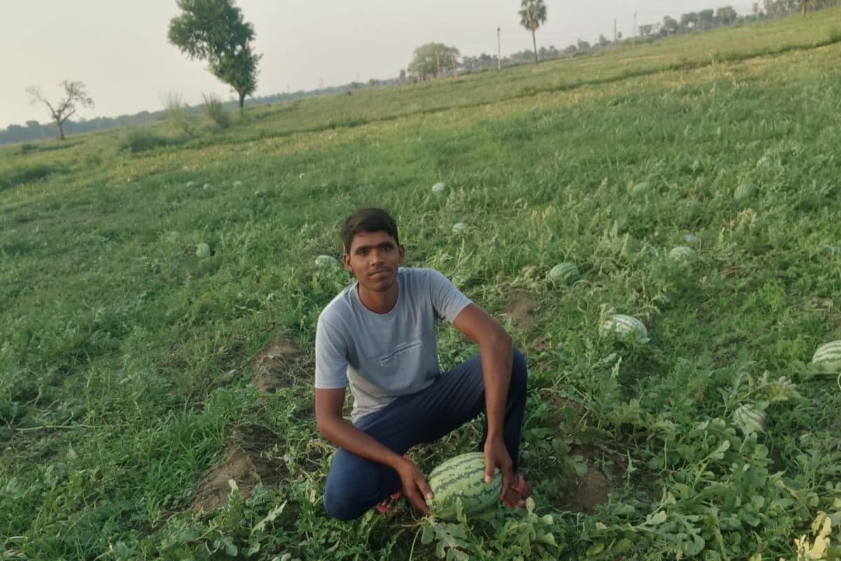 बारिश से तरबूज की फसल बर्बाद, किसान चिंतित, 50 एकड़ में लगी फसल चौपट, मुआवजे की मांग