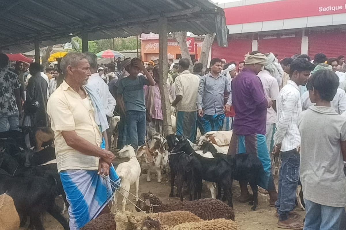 बकरीद को लेकर अंतिम रविवार को मनसाही मवेशी हाट गुलजार, 10 हजार से 1 लाख रुपये तक बिके बकरे