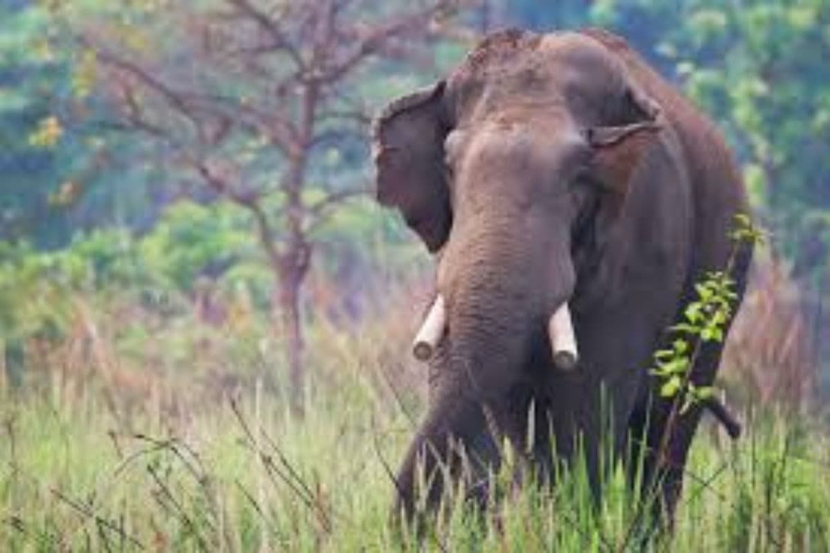 जंगली हाथियों के दहशत में नवादा, वन विभाग और ग्रामीणों ने मिलकर उठाया बड़ा कदम