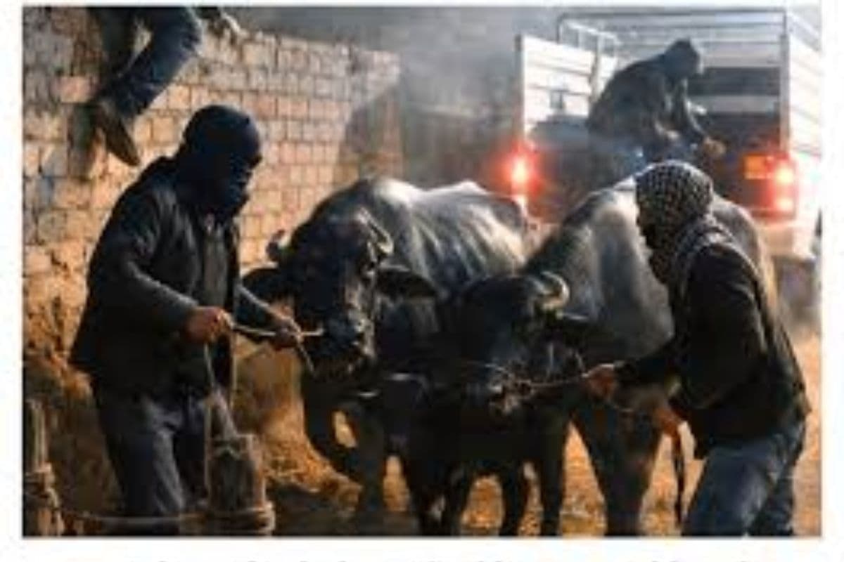 Buxar News : गौशाला से भैंस चुरा ले गए चोर