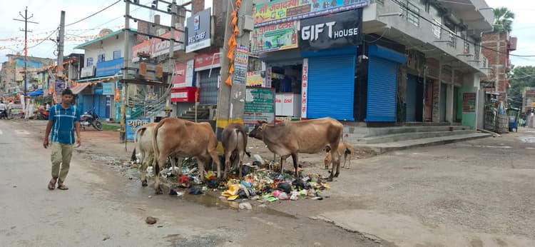 मधेपुरा: शहर में कचरे का अंबार, सड़ांध और बीमारियों से जनता परेशान, नगर परिषद मौन