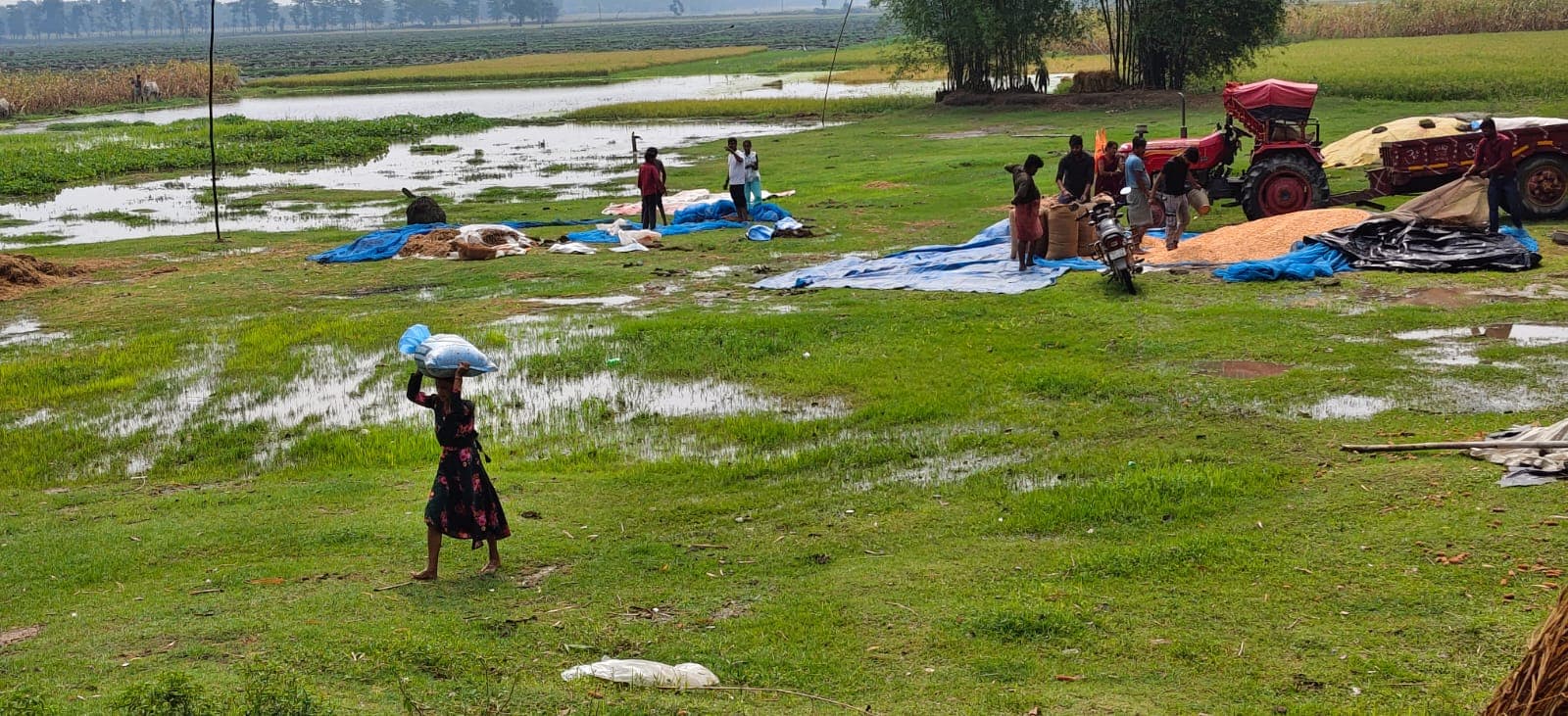 KATIHAR: बेमौसम बारिश से मक्का किसानों की बढ़ी परेशानी, 90% फसल पर संकट