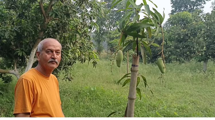 परबत्ता में बागवानी की मिसाल,25 किस्मों के आमों से गुलजार लालबाबू बगीचा