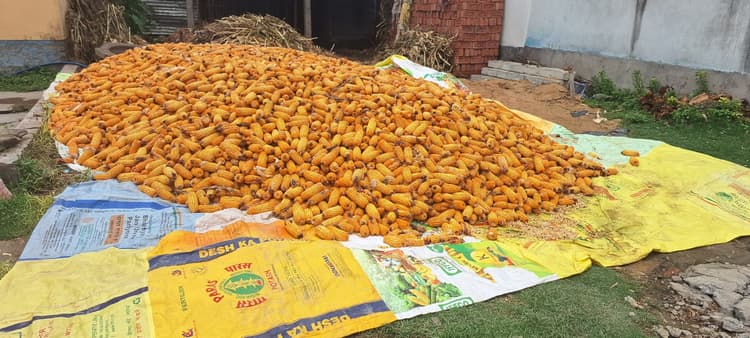 सोनवर्षा बाजार बना मक्का व्यापार का बड़ा केंद्र