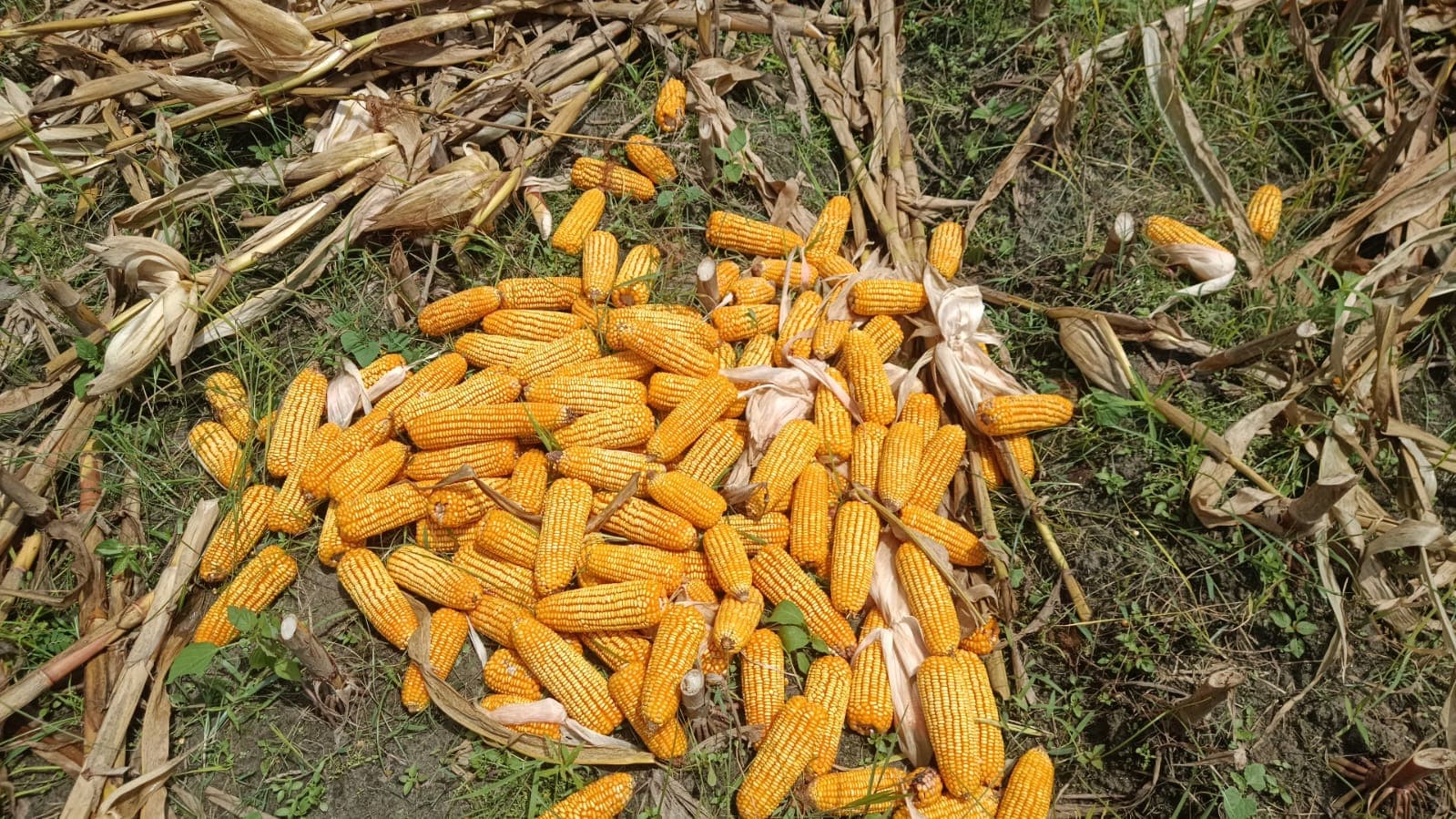 आंधी-बारिश से मक्का और दलहन फसल को भारी नुकसान