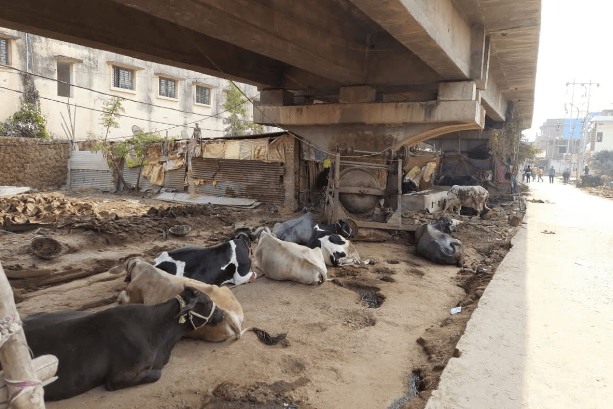 Arrah News: खटाल के कारण पश्चिमी रेलवे ओवरब्रिज पर मंडरा रहा खतरा, कभी भी हो सकता है बड़ा हादसा