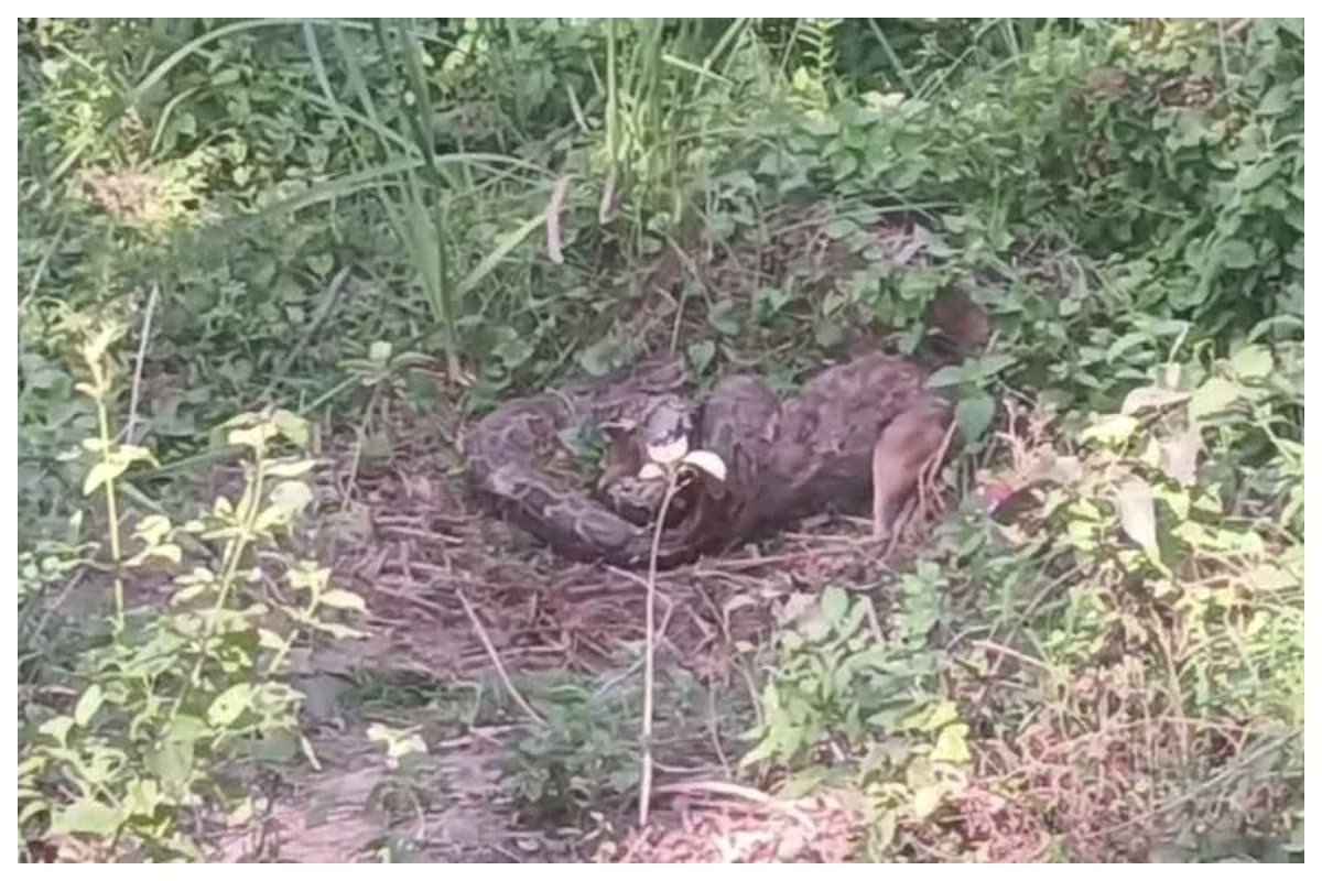 Bagaha python jackal rescue villagers