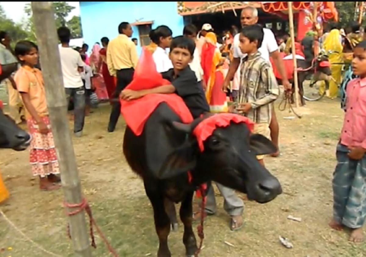 बंगाल में पब्लिक प्लेस पर पशु वध प्रतिबंध, बलि देने से पहले लेनी होगी सरकार से मंजूरी