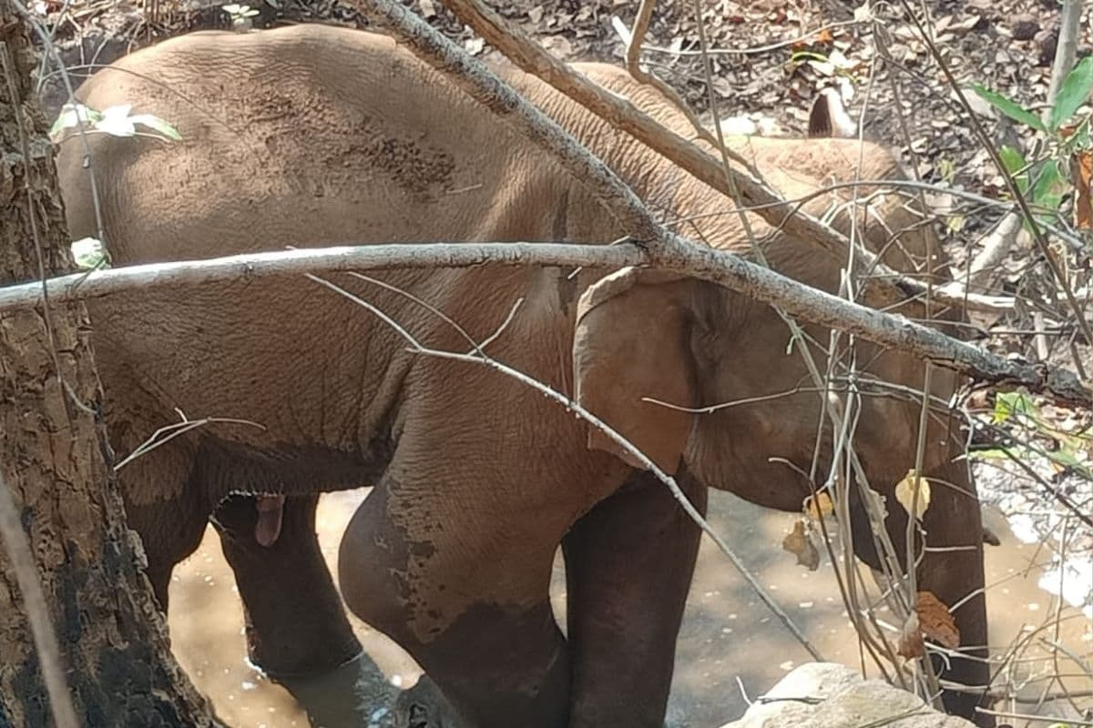 सारंडा में आईईडी ब्लास्ट में जंगली हाथी गंभीर रूप से घायल