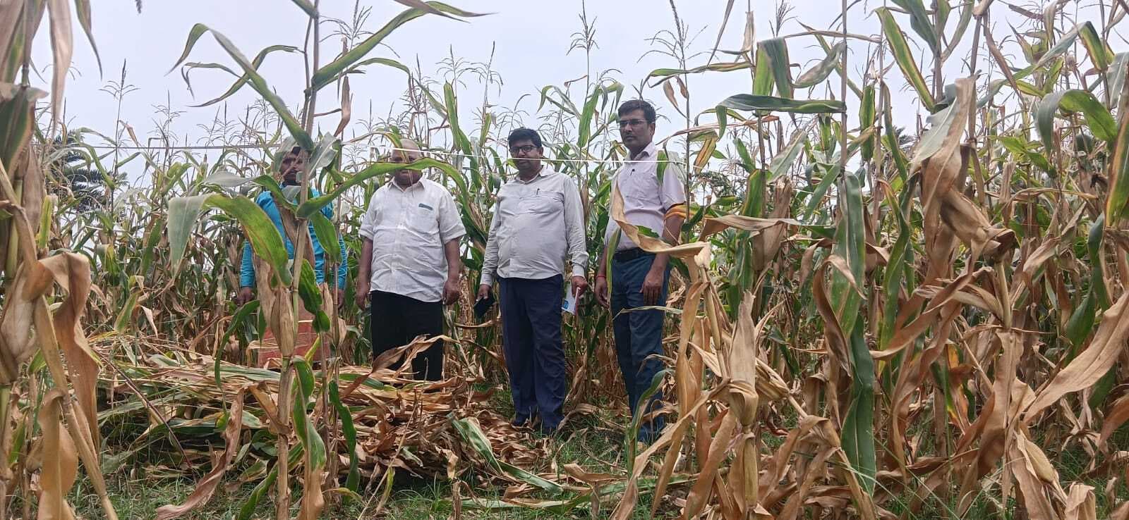 BANKA NEWS : रबी मकई की बंपर पैदावार, बैदाचक के किसानों में खुशी की लहर