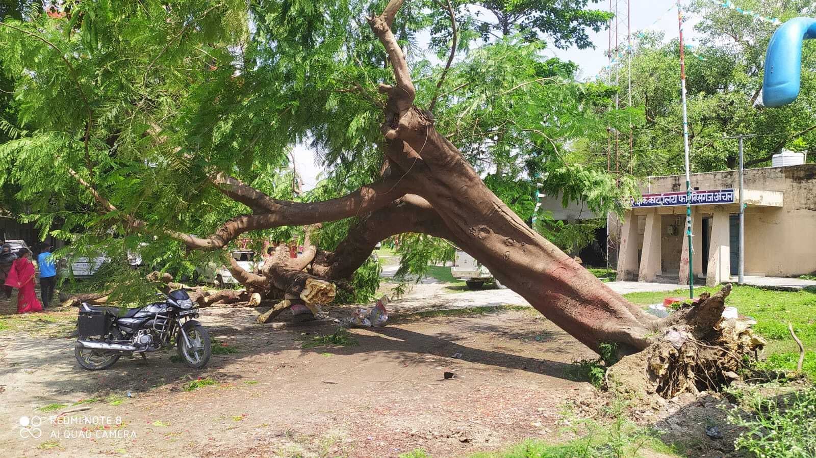 ARARIA NEWS : थाना परिसर में अवस्थित  विशाल पेड़ गिरा,पुलिस पदाधिकारी की गाड़ी क्षतिग्रस्त