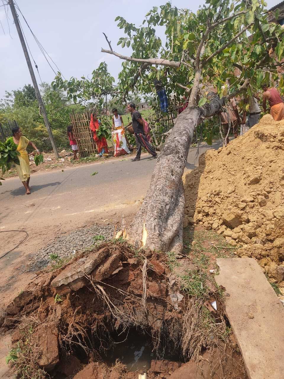 पेड़ गिरने से घंटों आवागमन रहा बाधित
