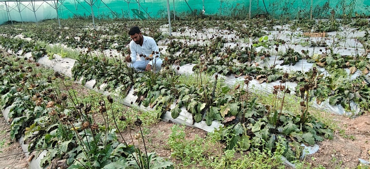 सूख गये जरबेरा के पौधे, सिंचाई की नहीं है व्यवस्था