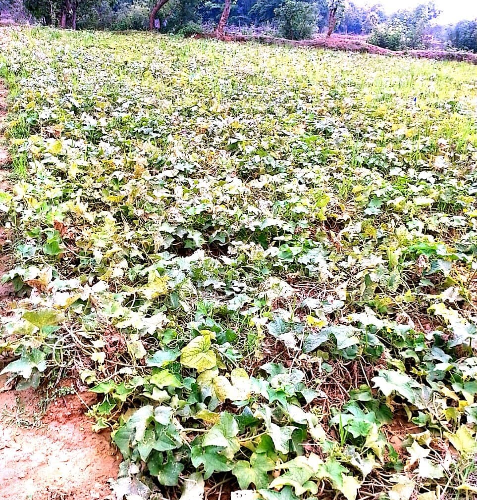 Bokaro News : बेमौसम बारिश से खेती बर्बाद, हरी सब्जियों के दाम बढ़े