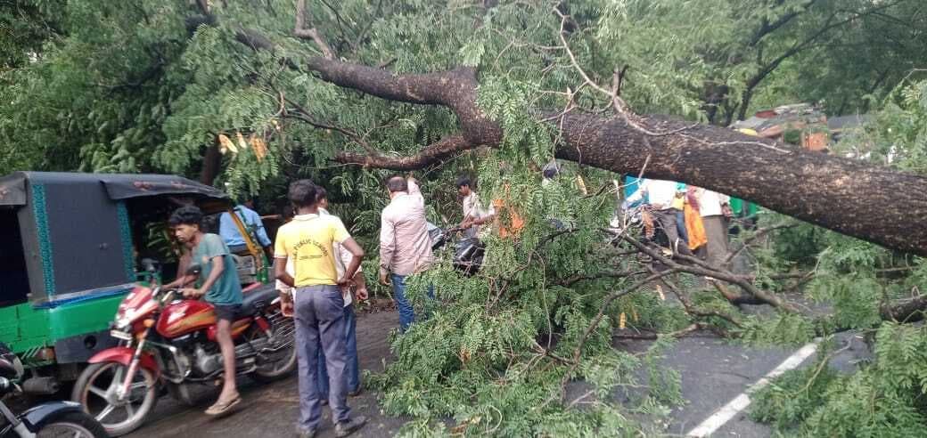 Bokaro News : आंधी-बारिश से कथारा-गोमिया मुख्य सड़क पर गिरा विशाल पेड़