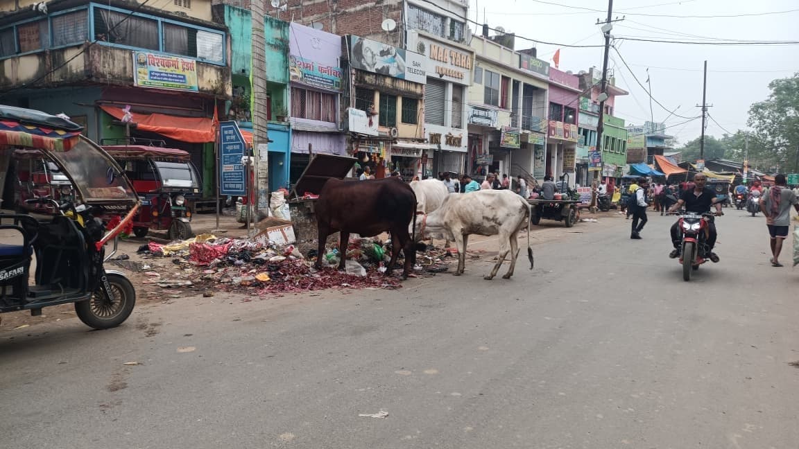Munger, स्वच्छ तारापुर बोर्ड के नीचे कचरा में खाना तलाशतीं गायें