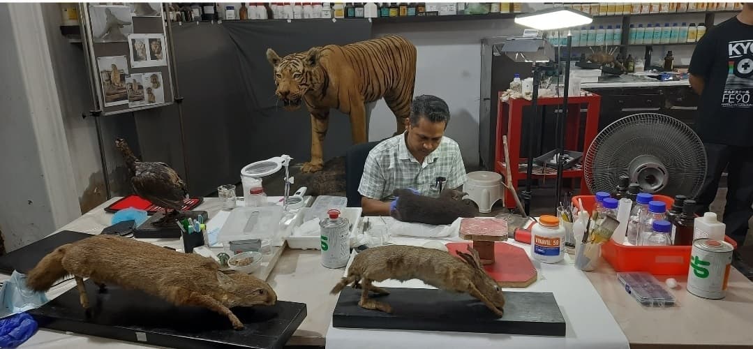 पटना संग्रहालय में खुलेगी नई ''टेक्सीडर्मी गैलरी'', 100 साल पुराने सजीव दिखने वाले दुर्लभ वन्यजीवों का होगा दीदार