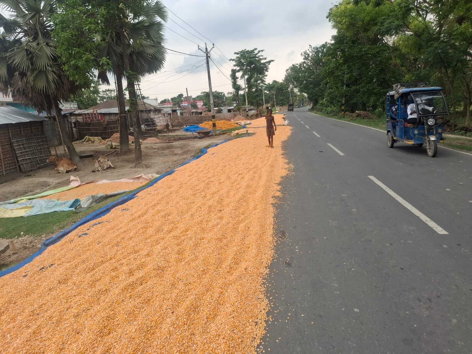 Katihar News : स्टेट हाइवे 77  मार्ग पर सूख रहा मक्का, हादसे को दे रहा न्योता