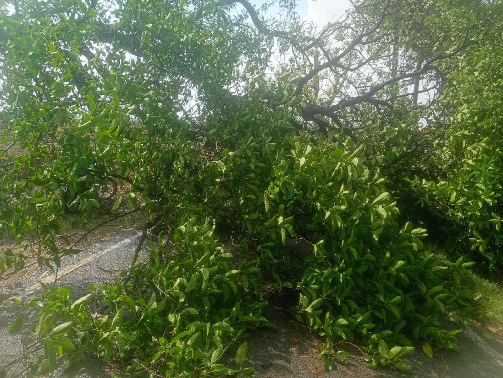 तेज आंधी-बारिश से संझौली-राजपुर सड़क पर गिरा पेड़,  आवागमन बाधित