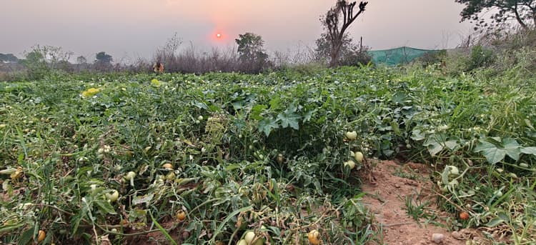 किसानों की मेहनत पर भारी पड़ रहा जल संकट