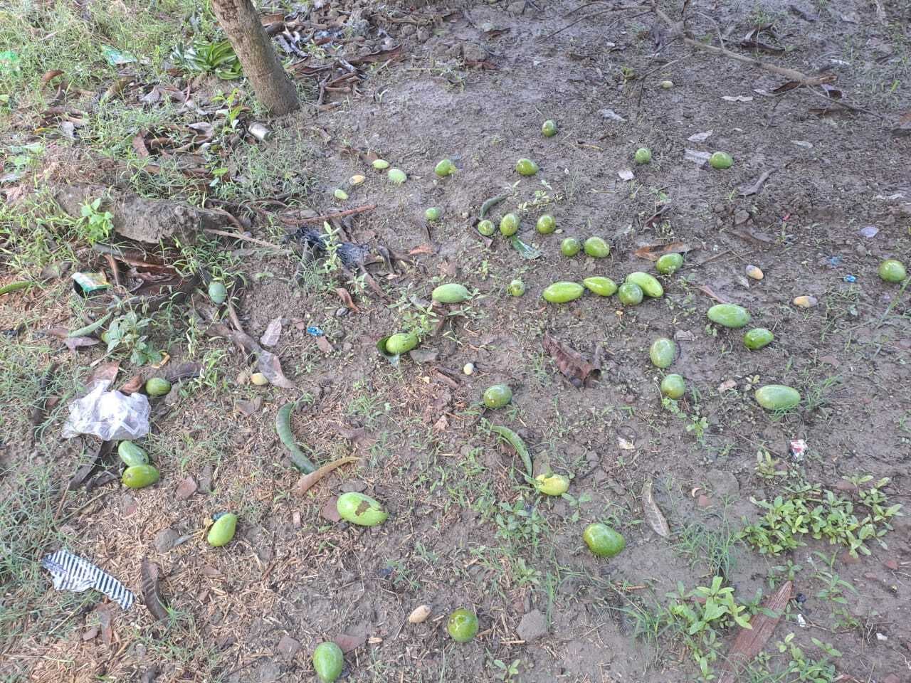 KHAGARIA तेज आंधी एवं बारिश ने बरपाया कहर, बिजली व्यवस्था ध्वस्त, किसानों की बढ़ी चिंता