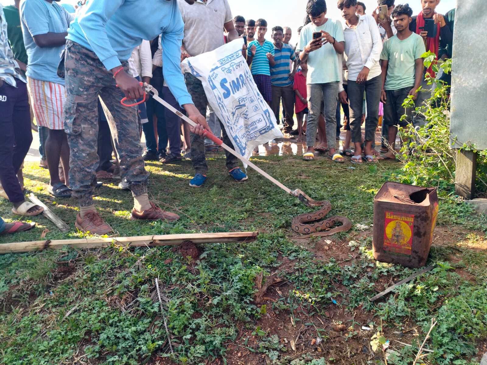 JAMUI रसेल वाइपर सर्प निकलने से मचा हड़कंप, वन विभाग ने किया रेस्क्यू