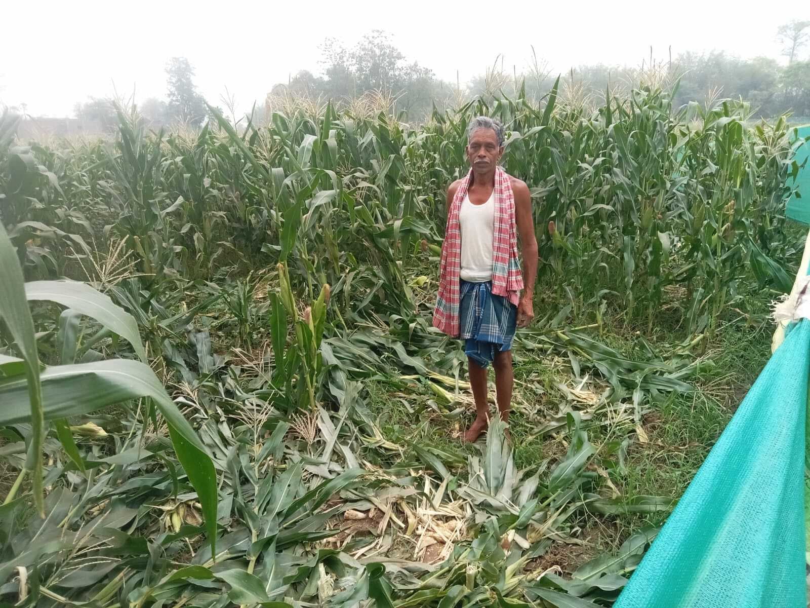 जंगली जानवरों ने खेत में लगी फसल को किया तहस-नहस, किसानों ने मांगा मुआवजा