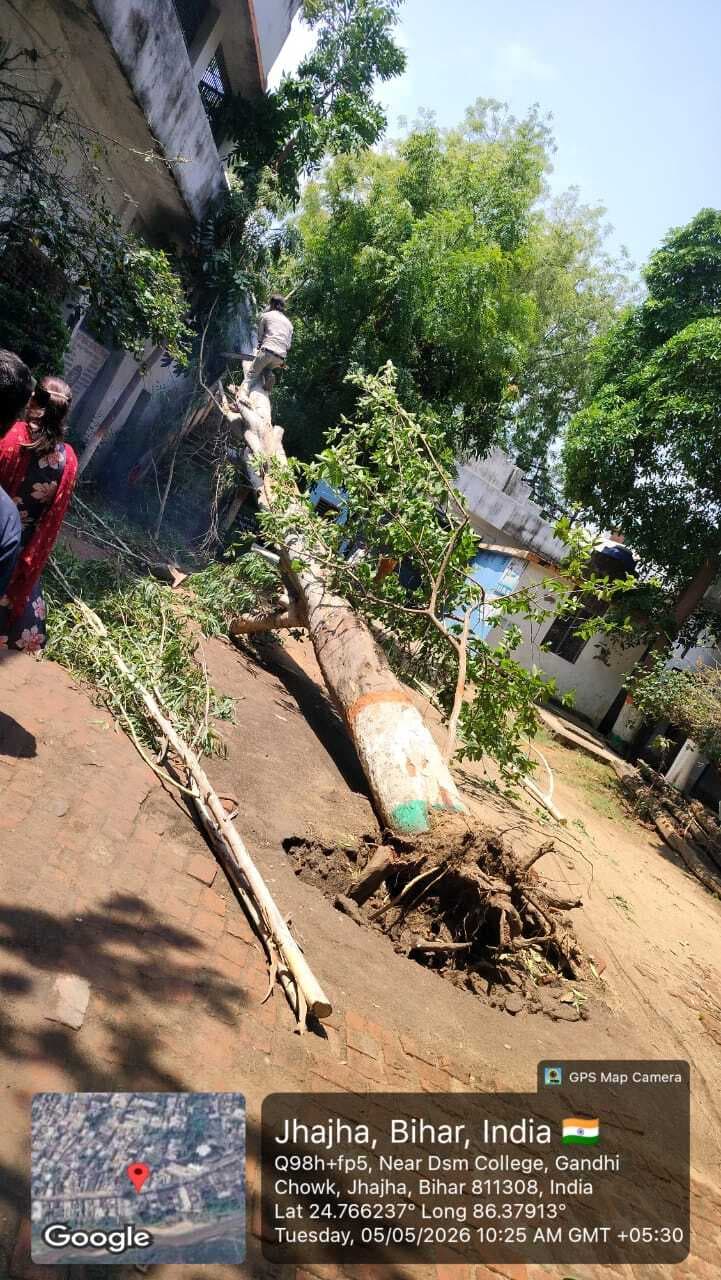 देव सुंदरी मेमोरियल महाविद्यालय के परिसर गिरा पेड़