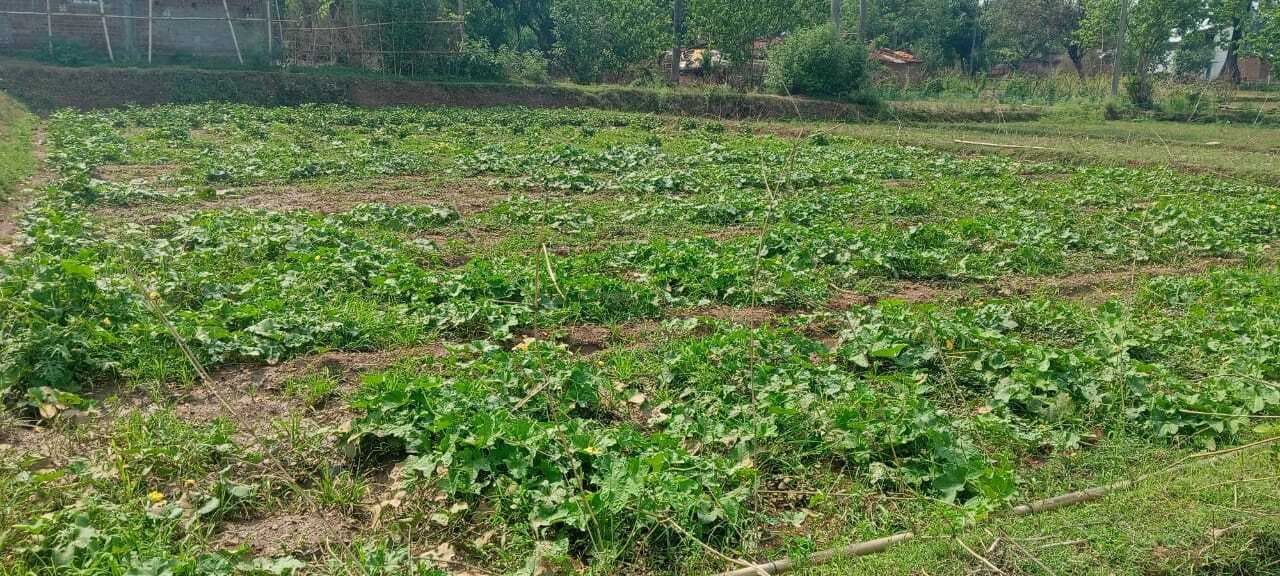 Bokaro News : पेटरवार क्षेत्र में मूसलाधार बारिश से फसलों को नुकसान