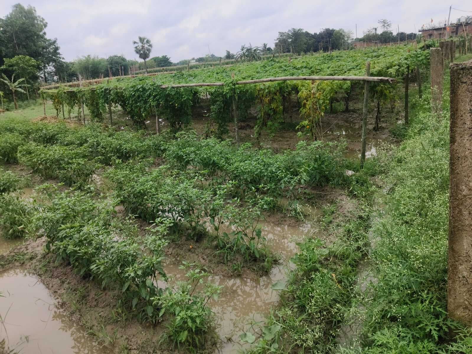 KATIHAR : बेमौसम बारिश बनी किसानों के लिए आफत, मक्का-मिर्च उत्पादक परेशान