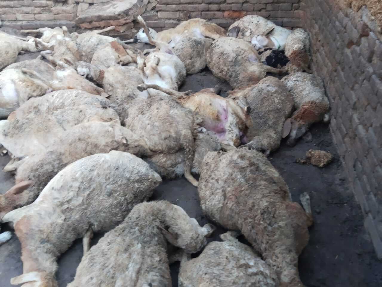 कुत्तों ने 50 भेड़ों को नाेचकर मार डाला