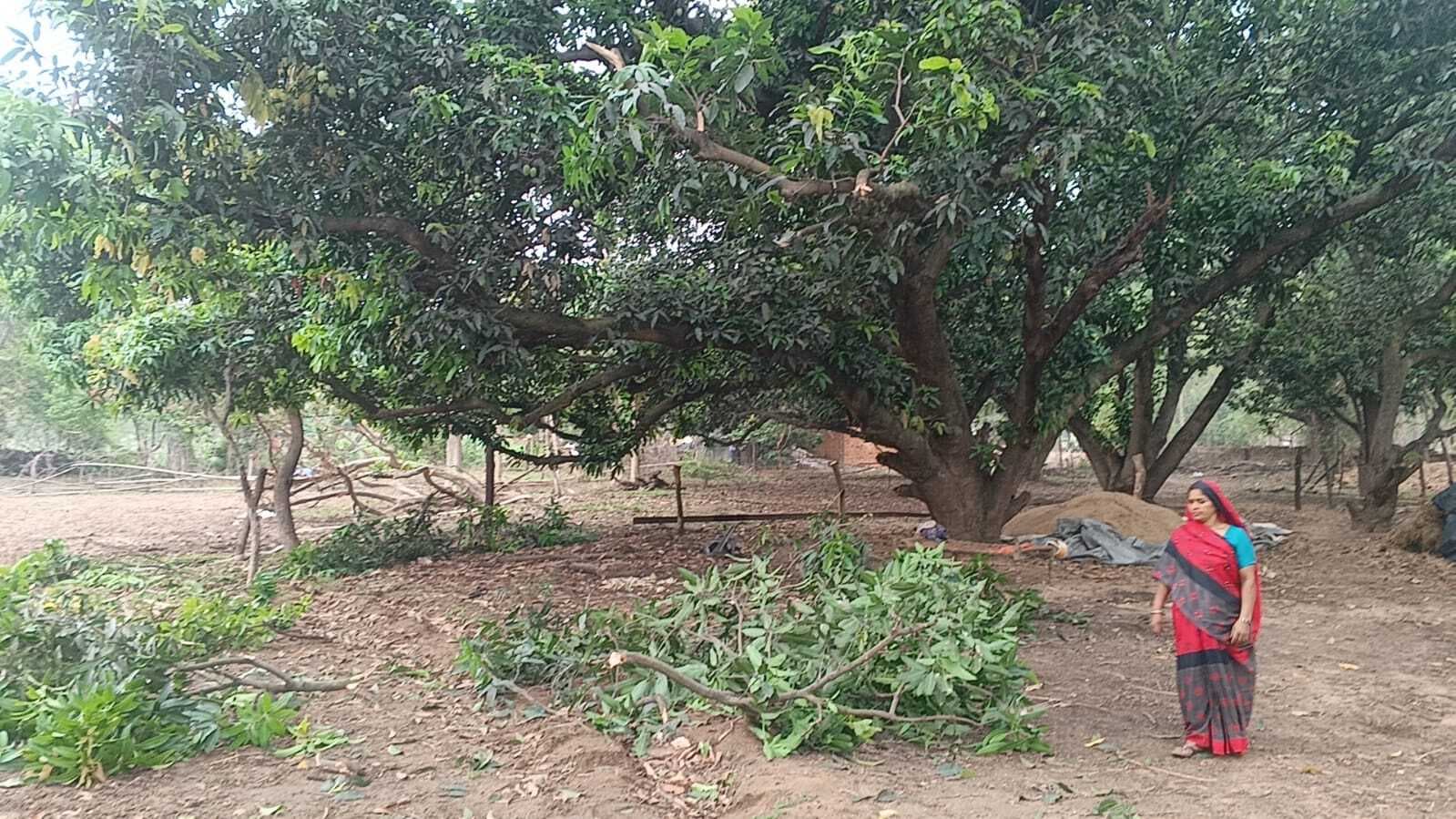 Giridih News :हाथियों ने फसल को रौंदा, घरों को किया क्षतिग्रस्त