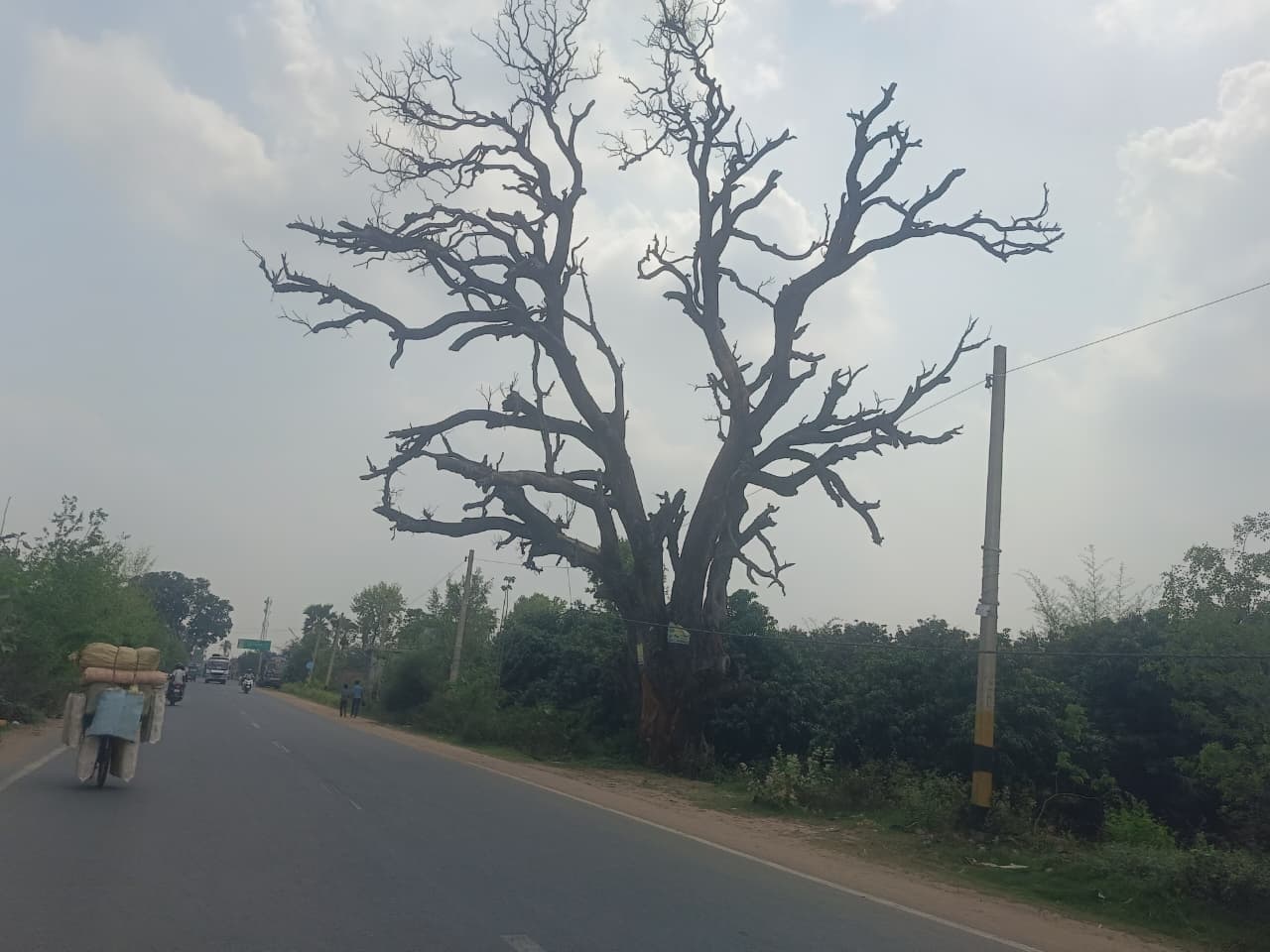 BANKA : कुर्मा गांव के पास अवस्थित सूखा पेड़ हादसे को दे रहा है दावत, प्रशासन है उदासीन