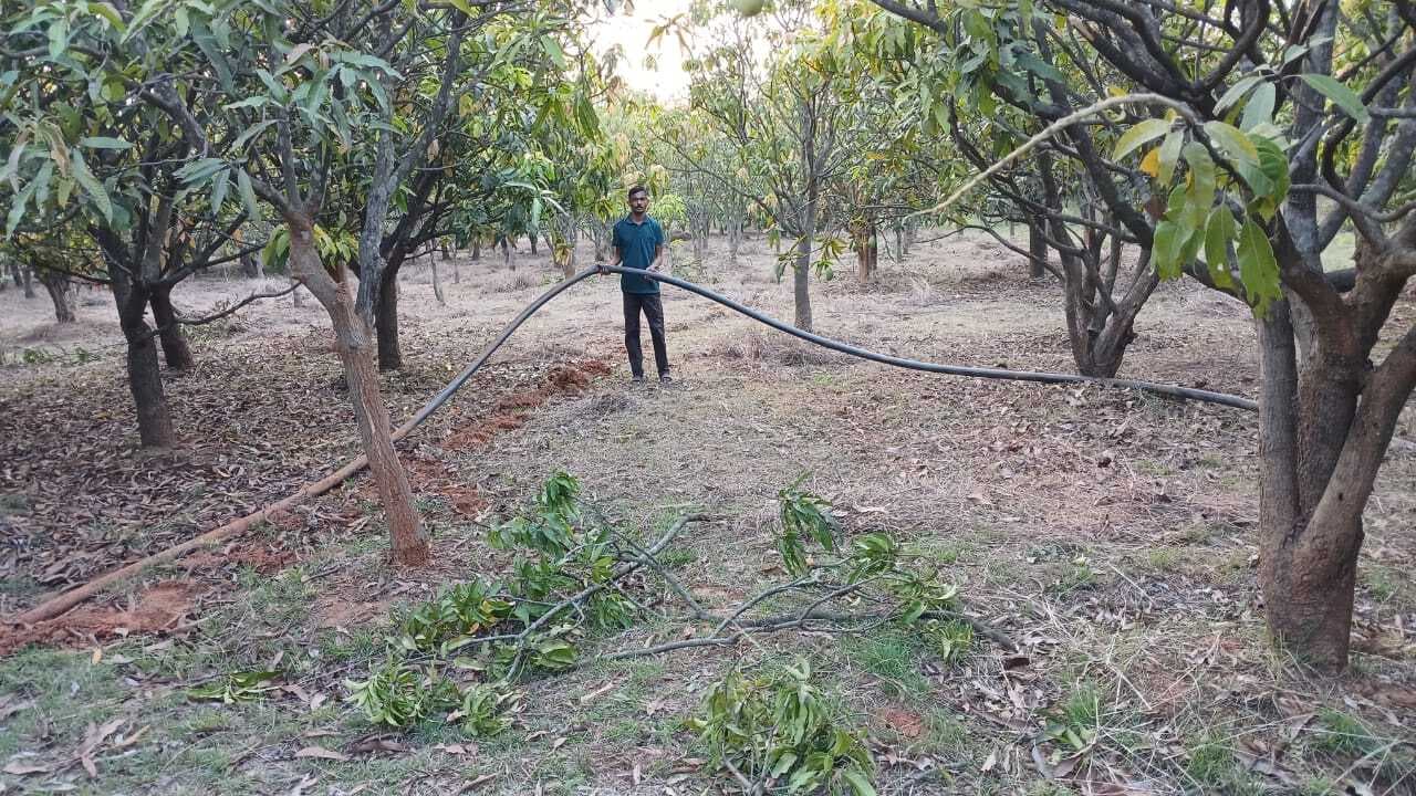 Giridih News :हाथियों ने उर्रो गांव में फसलें को रौंदी, आम बागान को पहुंचाया नुकसान
