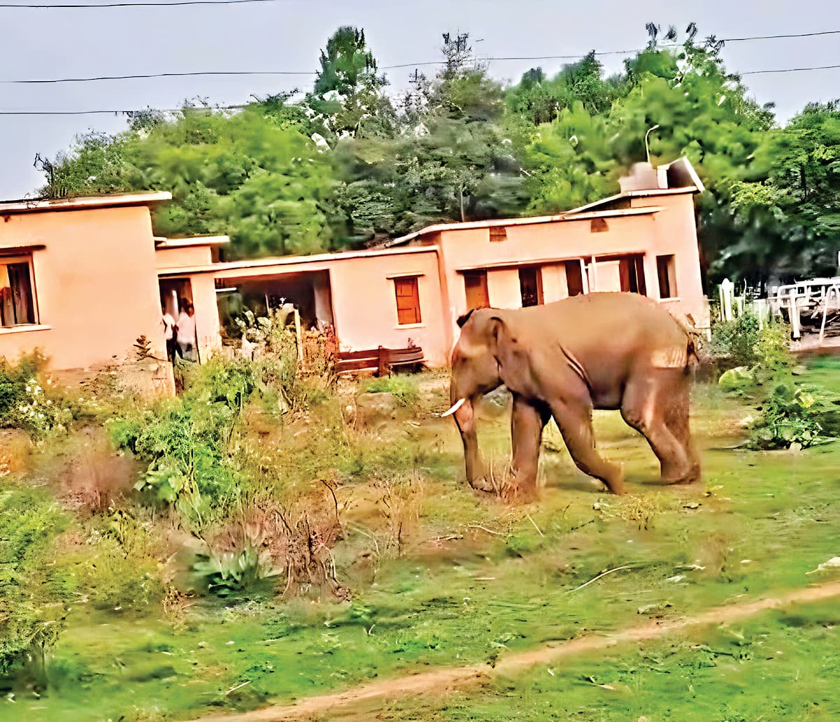Sambalpur News: अनुगूल में हाथी के हमले में फॉरेस्टर घायल, अस्पताल में भर्ती