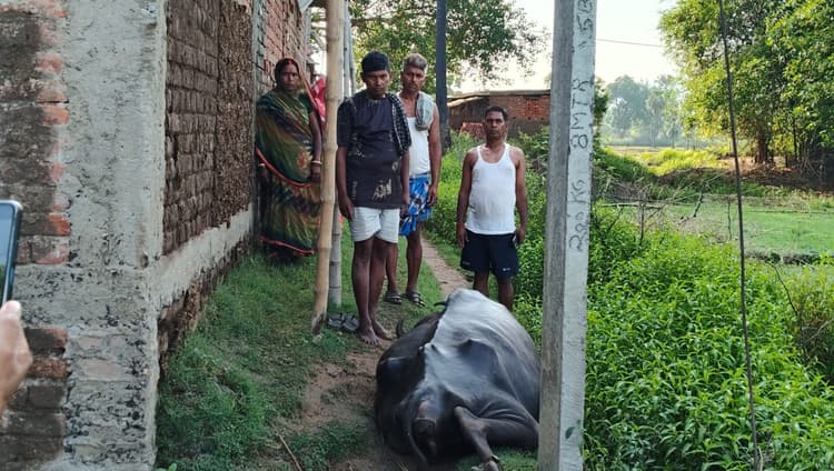 हरनारायणपुर में करंट की चपेट में आने से दुधारू भैंस की मौत