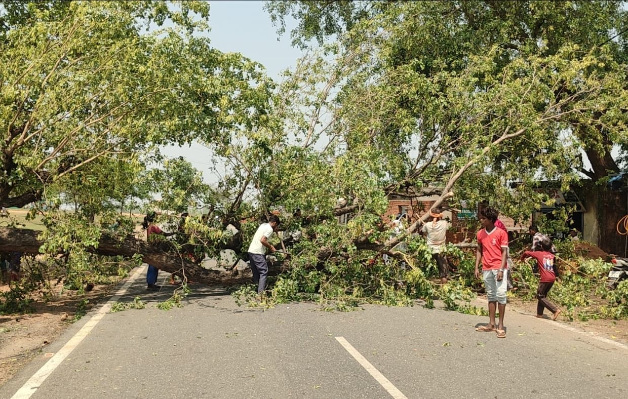 Giridih News :बीच सड़क पर गिरा शीशम का पेड़, आवागमन बाधित