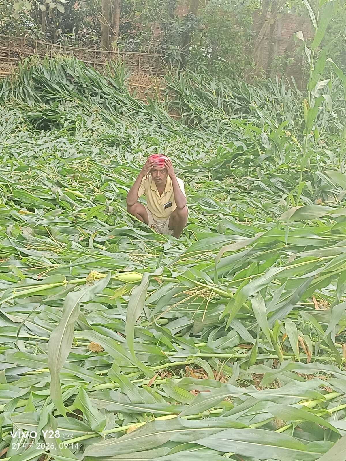 मौसम की आफत से आहत, पूर्णिया के मक्का किसानों को नहीं है राहत