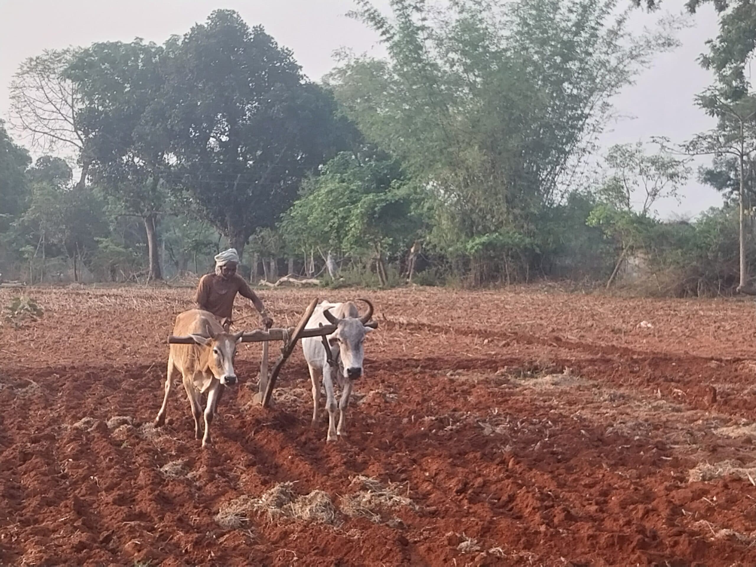 Giridih News :नौ दिन बाद शुरू होगा रोहिणी नक्षत्र, किसानों ने शुरू की खेत की जुताई