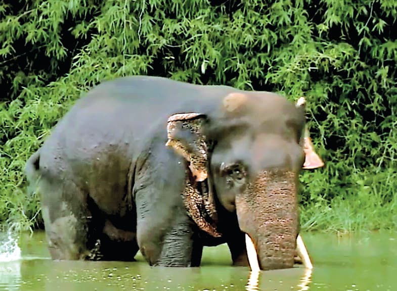 Sambalpur News: हाथी के हमले में दो दिनों में दो की मौत, एक की हालत गंभीर