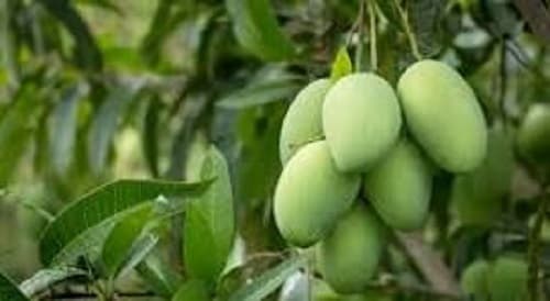 Bhagalpur, जून के प्रथम सप्ताह में राष्ट्रपति को जायेगा भागलपुर का जर्दालु