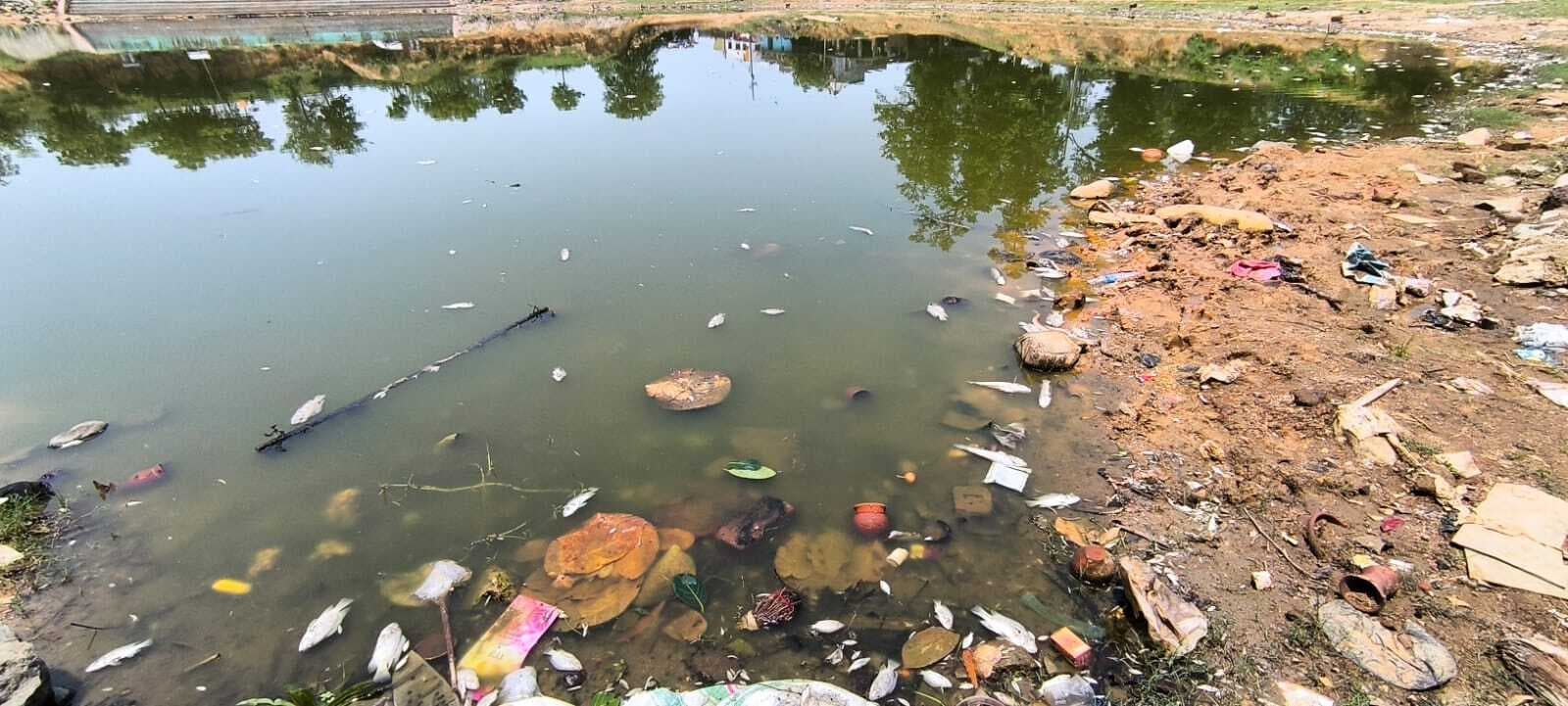 पंपू तालाब में मरी मिलीं सैकड़ों मछलियां व कछुए, इलाके में हड़कंप