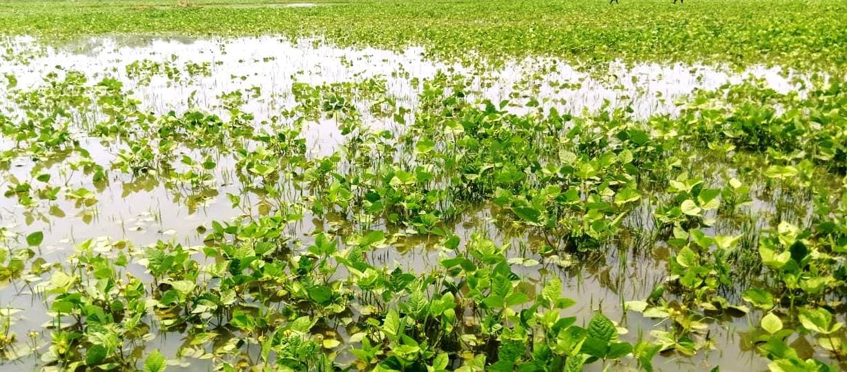 Bhagalpur news बियर निर्माण के दौरान खेतों में घुसा नदी का पानी, फसल डूबी