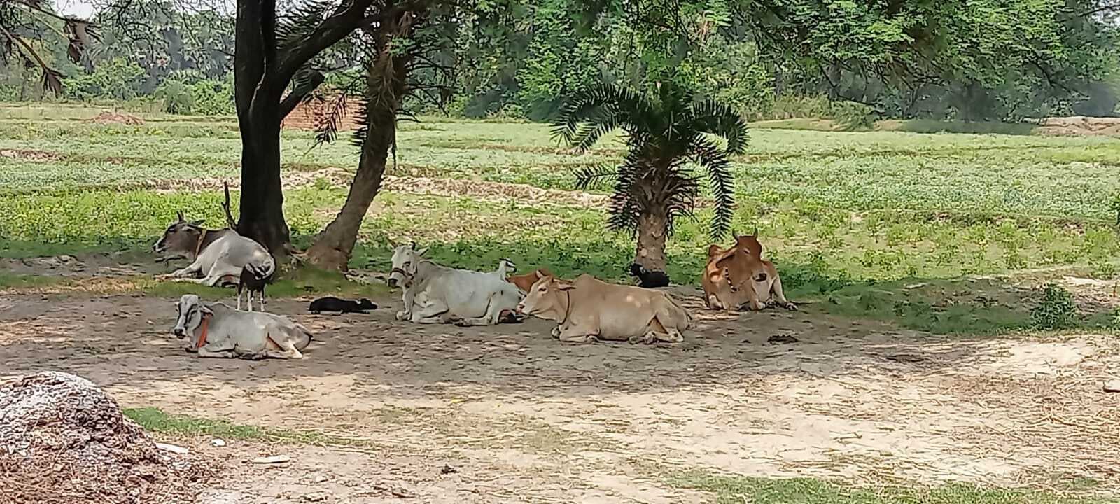 आसमान से बरस रही आग, धूप में छांव तलाश रहे हैं बेजुबान पशु