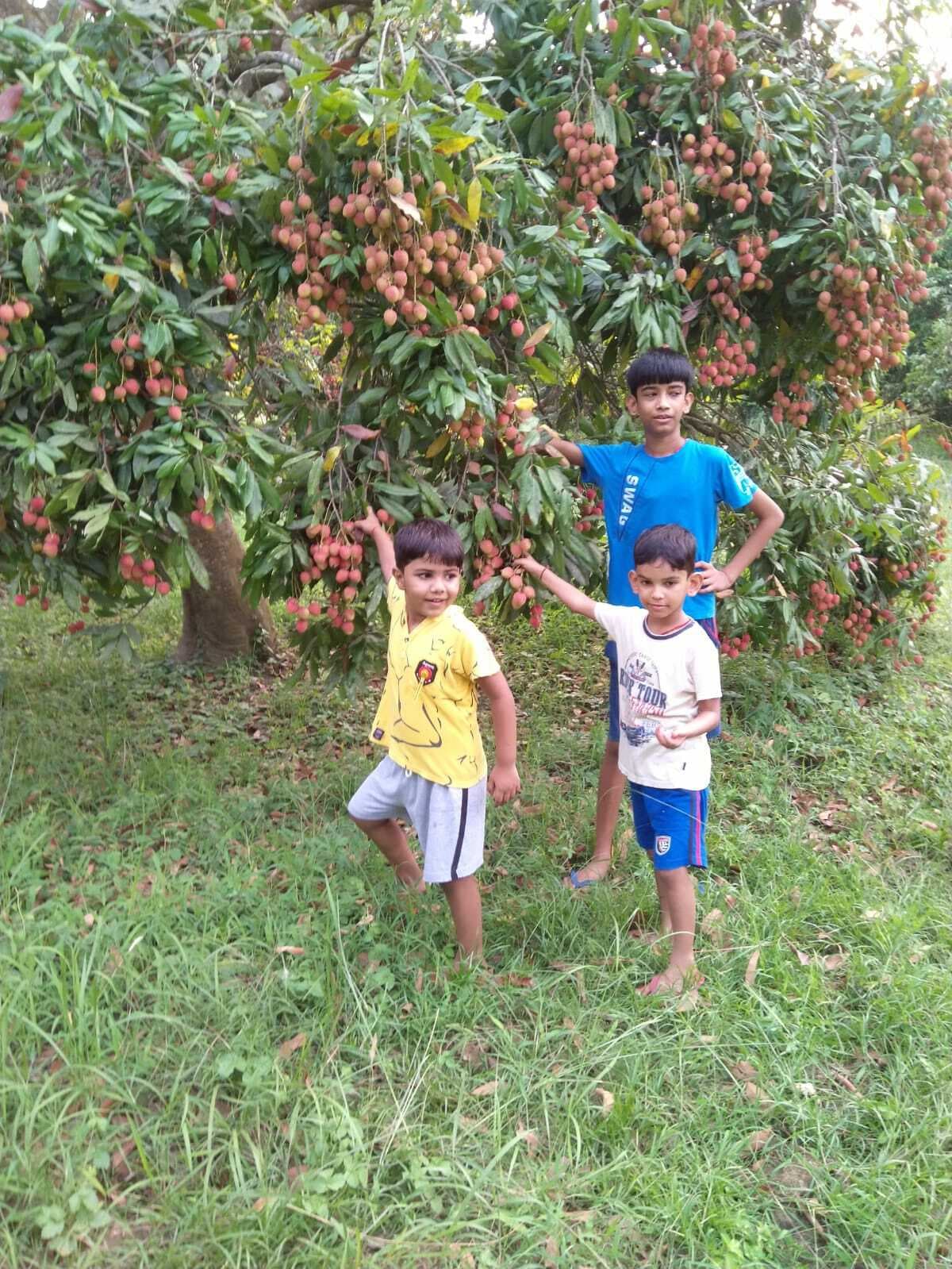 Bhagalpur. मनराजी लीची को वैश्विक बाजार में पहुंचाने की उठने लगी मांग