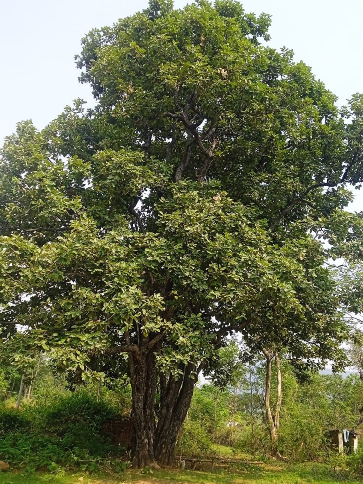 Bokaro News : पहली बार पेड़ों पर नहीं लगे तेंदू फल, करोड़ों की ग्रामीण आमदनी पर असर