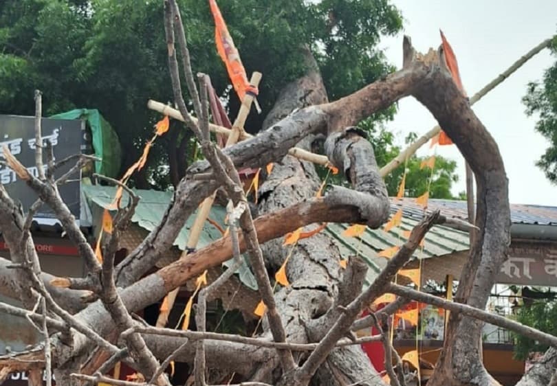 बूढ़ानाथ मंदिर के सामने आंधी में पेड़ का आधा हिस्सा टूटा, श्रद्धालुओं में भय का माहौल