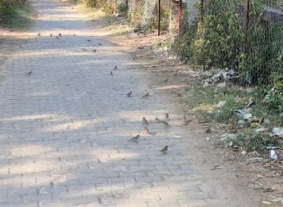 43 डिग्री के पार पहुंचा अधिकतम पारा, इंसान के साथ पशु-पक्षी बेहाल