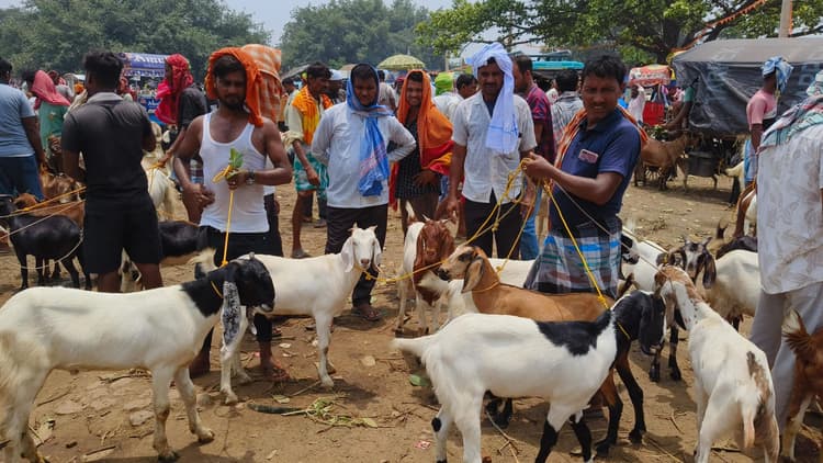 बकरीद. महेशपुर हाट में 60-70 हजार तक कीमत में बिके बकरे